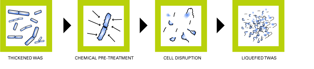 Microsludge Biogas Methane Bacteria Function